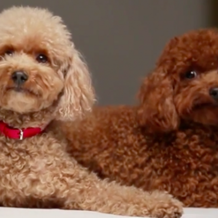 Mulberry x Mungo & Maud – Dog Accessories