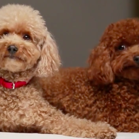 Mulberry x Mungo & Maud – Dog Accessories